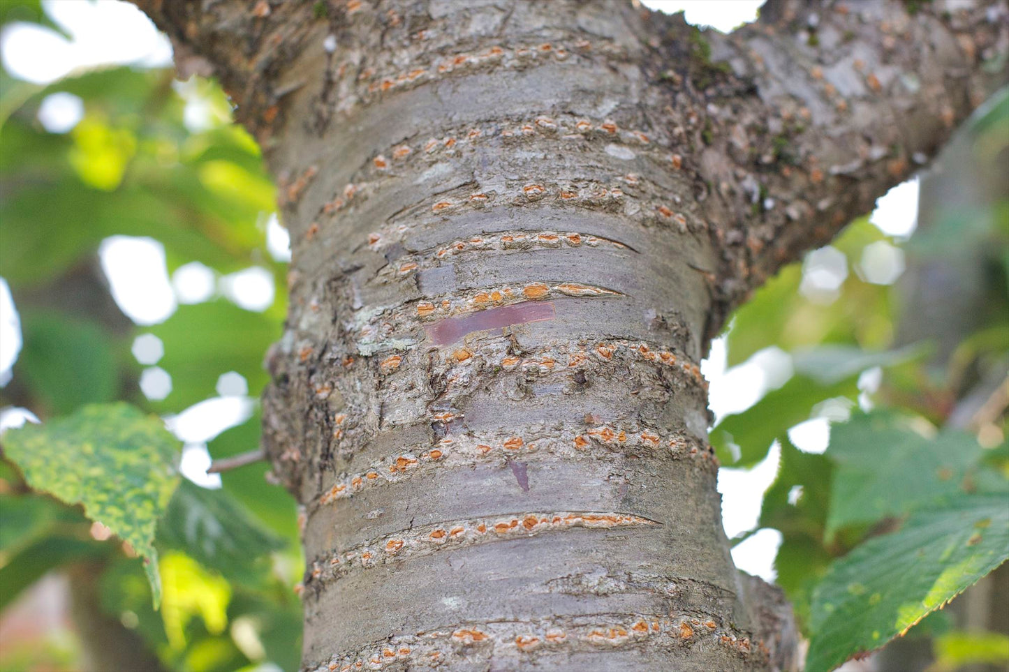 Kakunodate, Akita Tour: Cherry Bark Crafts and Samurai Residences